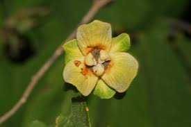 Image result for Friesodielsia obovata