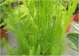 Image result for Polystachya steudneri