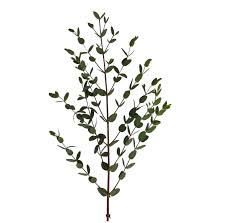 Image result for Hypoxis parvifolia