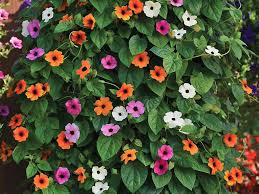 Image result for Thunbergia