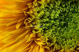 The image below is by photographer. Teddy Bear Sunflower Indivstock