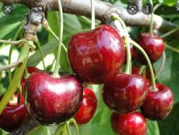 Image result for Komule empire blue