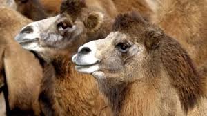 They occupied a lot of the northern territory. Australia Bushfires Thousands Of Camels Forced Into Towns By Flames To Be Culled World News Sky News