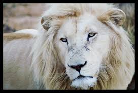 To get the desktop background (wallpaper) click on the required resolution. 72 White Lion Wallpaper On Wallpapersafari