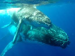 Humpback Whale Close Up Google Search Whale Humpback Whale Marine Aquarium