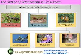 An Outline Of All Ecological Relationships Among The