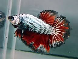 Dragon Female An Outstanding Female Halfmoon Rosetail Betta With Great Branching And Finnage And A Truly Eyecatching Color Pat With Images Betta Betta Fish Beautiful Fish