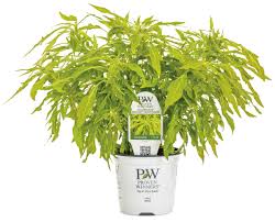 Image result for Coleus goetzenii