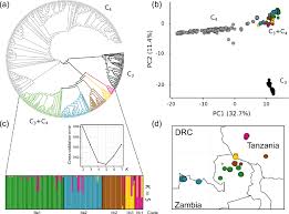 Image result for Alloteropsis