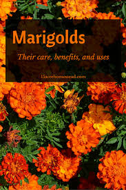 We did not find results for: Marigolds Are Such A Versatile Plant And How So Many Uses In The Garden Landscapeflowers Marigolds In Garden Growing Marigolds Organic Gardening Tips