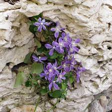 Растение названо в честь дочери лордов хершел. Clematis Integrifolia Arabella Native Plants