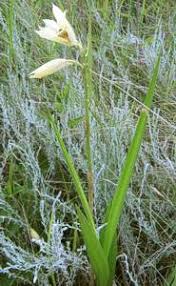 Image result for Disa welwitschii