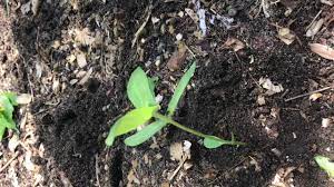 We did not find results for: How To Transplant Zinnias Youtube