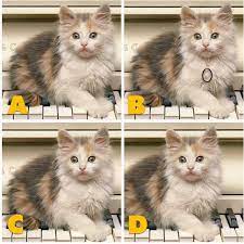 To this day, he is studied in classes all over the world and is an example to people wanting to become future generals. Adgate Quiz Diva Kitty Difference Answers Swagbucks Help