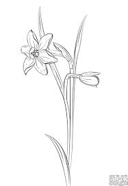 How To Draw A Narcissus Step By Step Drawing Tutorials Flower Sketch Pencil Flower Sketches Flower Drawing Tutorials