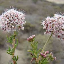 Image result for Clerodendrum fasciculatum