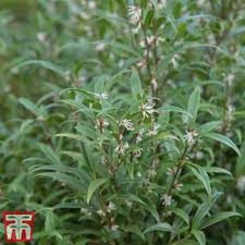 Image result for Vahlia digyna