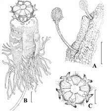 Image result for Ceropegia namuliensis