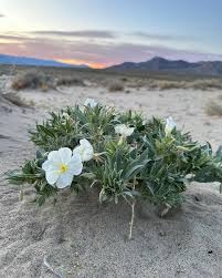 Image result for Nolletia arenosa