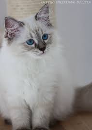 O neva masquerade é um gato que cativa. Siberian Cat Neva Masquerade Siberian Cat Cats Siberian Kittens