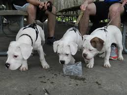 American bulldogs are much more active, leaner, and taller version of the english bulldogs. American Bulldog Puppies For Sale Bruiser Bulldogs