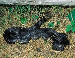Mature with glasses fills up her love caverns. Western Ratsnake Black Snake Black Rat Snake Black Ratsnake Texas Ratsnake Mdc Discover Nature