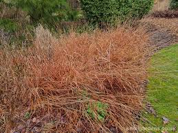 Image result for Bothriochloa bladhii