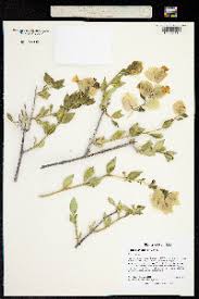 Image result for Petalidium bracteatum