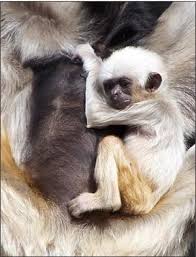 Image result for Hylebates cordatus