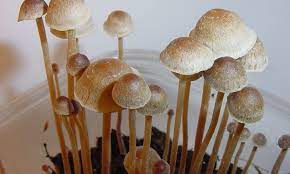Hawaii Lawmakers Introduce Plan To Study Psychedelic Mushrooms With Goal Of Legalizing Access Marijuana Moment