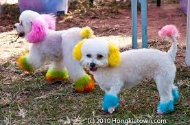 My dog is a rockstar yolo!!!#opa. Pet Hair Color To Dye For Petinsider