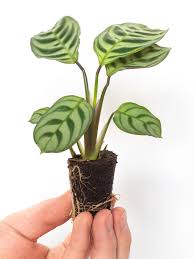 Plnts Home Alocasia Plant Plants Trendy Plants