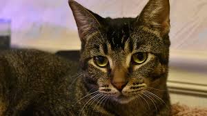 Image result for Brown Squirrel 2014 Peugeot