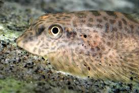 Image result for Kotschya speciosa