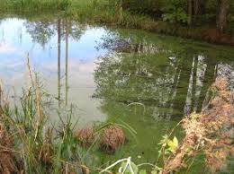 Algblomning algal bloom rapid increase or accumulation in the population of algae. Risk For Algblomning I Sjovikar I Vanern Vanersborgs Kommun