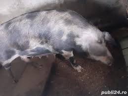 Anunturi gratuite cu porci de vanzare si porci vietnamezi. Vand Scroafa De Carne Adroi Zoo