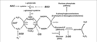 Glycolysis inhibition, virotherapy, cancer metabolism, breast cancer model, warburg effect. 2 Deoxy D Glucose Combined With Cisplatin Enhances Cytotoxicity Via Metabolic Oxidative Stress In Human Head And Neck Cancer Cells Abstract Europe Pmc