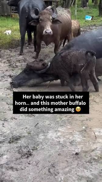🥹🐃 𝗠𝗼𝘁𝗵𝗲𝗿 𝗯𝘂𝗳𝗳𝗮𝗹𝗼 𝘀𝘁𝗮𝘆𝘀 𝗰𝗮𝗹𝗺 𝘄𝗵𝗶𝗹𝗲 𝗵𝗲𝗿  𝗯𝗮𝗯𝘆 𝗶𝘀 𝗿𝗲𝘀𝗰𝘂𝗲𝗱, A heartwarming video from a rural farm in  Brazil shows a baby buffalo accidentally getting its neck trapped around  its mother&rsquo;s curved horn ...