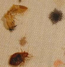 We did not find results for: Bed Bugs What They Are And How To Control Them
