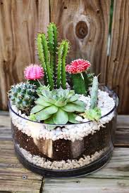(fotos de clienta feliz con el terrario en su hogar ). Terrarios De Cactus El Jardin De Atras