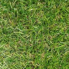 Check spelling or type a new query. Artificial Grass Turf Home Depot