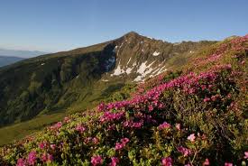 Parcul național munții rodnei este al doilea parc national din tara, având o suprafață de 47207 ha. Parcul National Muntii Rodnei Romania Mama Stiri Administratie Publica Anunturi Joburi Turism Sport Lifestyle Divertisment