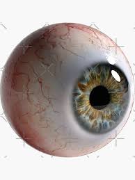 Image result for eye balls