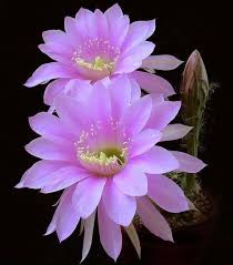 Not only are they unique in appearance, but cactus adaptations give them a remarkable ability to thrive in harsh desert landscapes where few other plants can survive. Beata Kinas On Twitter Amazing Flowers Flower Beauty Flowers Nature