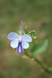 Image result for Rotheca myricoides