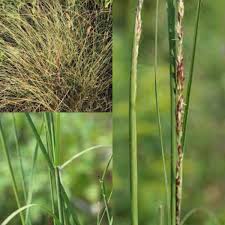 Image result for Sporobolus ioclados