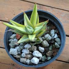 See more ideas about sansevieria, variegated, snake plant. Sansevieria Francisii Variegated Snake Plant Francisii Variegated In Gardentags Plant Encyclopedia