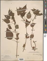 Image result for Acalypha psilostachya