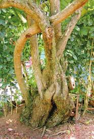 Image result for Hemarthria natans