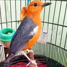 We did not find results for: Cara Mudah Atasi Anis Merah Macet Bunyi Agar Gacor Kembali